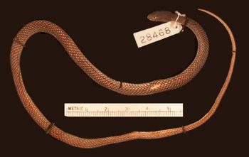 Media type: image;   Herpetology R-28468